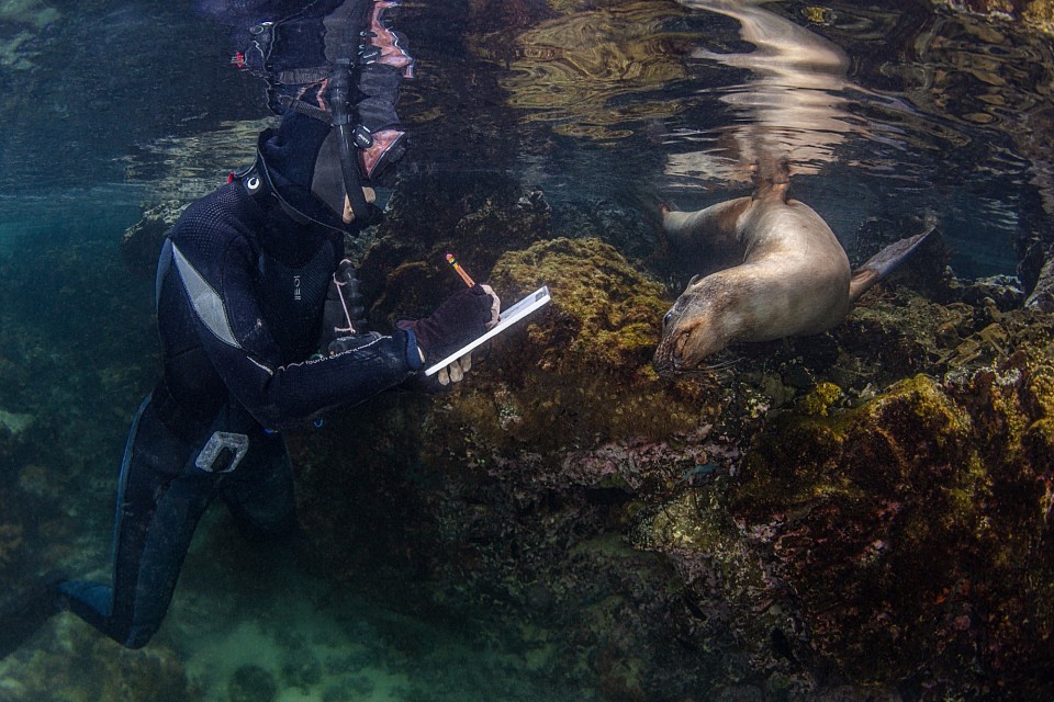 Jay Sketching a Sea-Lion                                   image by Dan Shipp