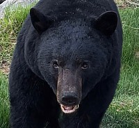 Black Bear