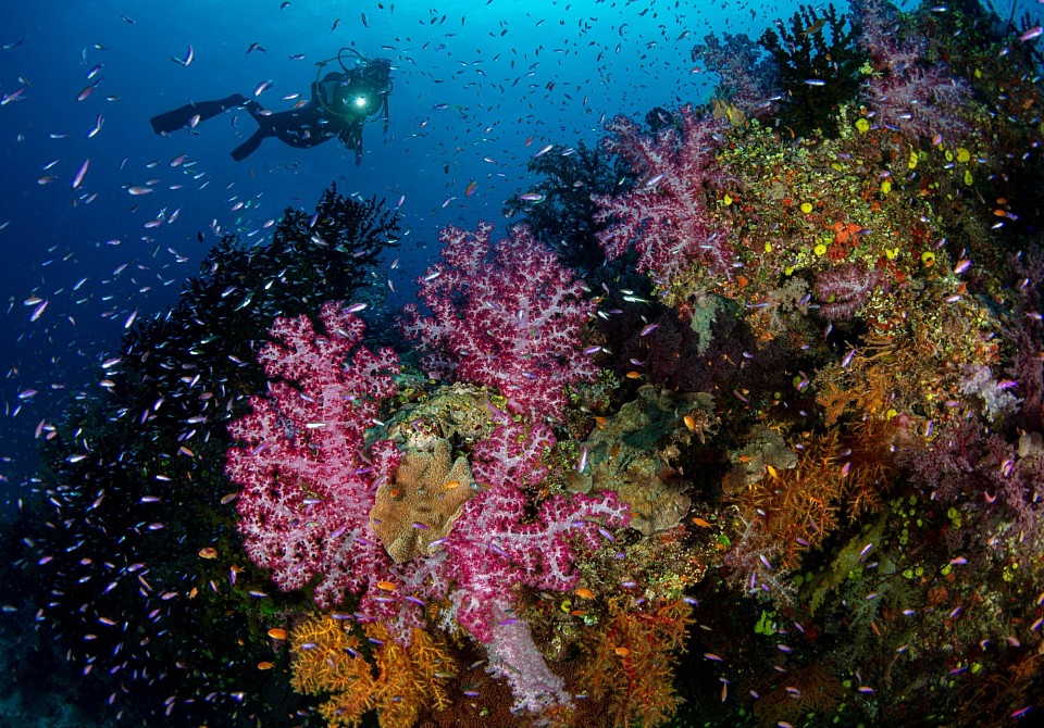 Jay diving in Fiji